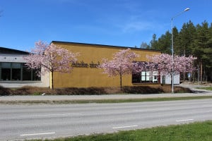 Alsike
